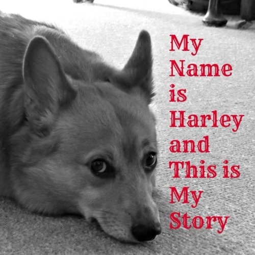 My Name Is Harley and This Is My Story