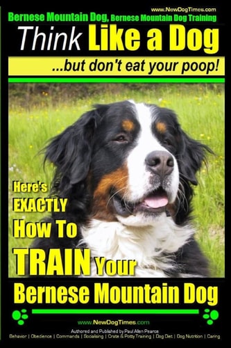 Bernese Mountain Dog, Bernese Mountain Dog Training AAA AKC Think Like a Dog ~ But Don't Eat Your Poop! Bernese Mountain Dog Breed Expert Training - Don't Your Poop!