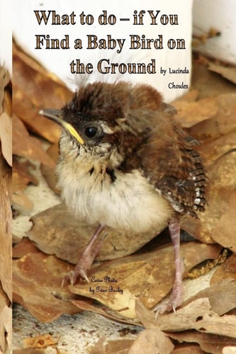 What to Do- If You Find a Baby Bird on the Ground