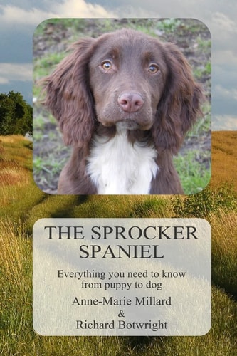 The Sprocker Spaniel Everything You Need to Know from Puppy to Dog