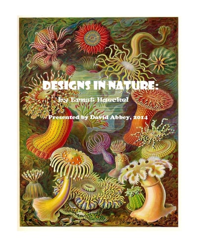 Designs in Nature The Incredible Art of Ernst Haeckel