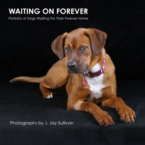 Waiting On Forever Portraits of Dogs Waiting For Their Forever Home