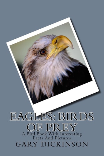 Eagles Birds of Prey