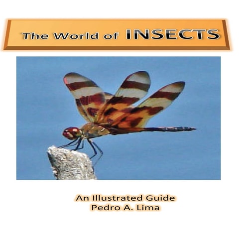 The World of Insects An Illustrated Guide