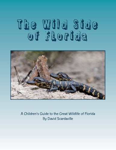 The Wild Side of FLorida A Children's Introduction to the Great Wildlife of FLorida