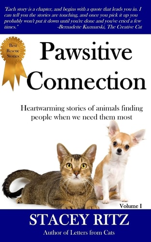 Pawsitive Connection Heartwarming Stories of Animals Finding People When We Need Them Most