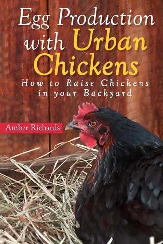 Egg Production with Urban Chickens How to Raise Chickens in Your Backyard
