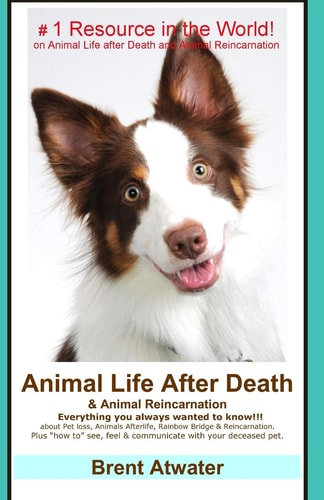 Animal Life After Death and Animal Reincarnation Pet Loss Answers for All Your Heart's Questions!