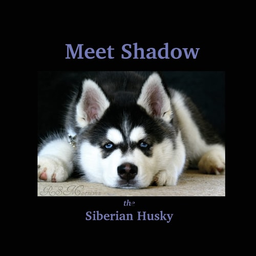 Meet Shadow the Siberian Husky Meet Shadow