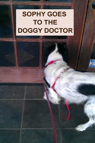 Sophy Goes To The Doggy Doctor