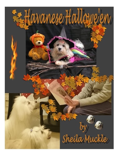 Havanese Hallowe'en