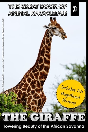 The Giraffe Towering Beauty of the African Savanna