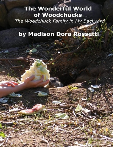 The Wonderful World of Woodchucks The Woodchuck Family in My Backyard
