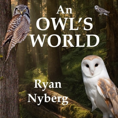An Owl's World