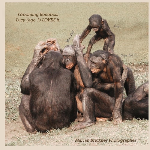 Grooming Bonobos Lucy (age 1) LOVES It