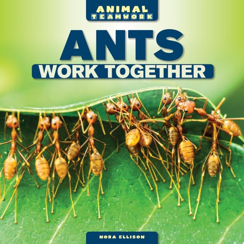 Ants Work Together