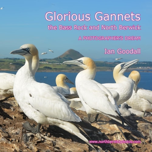 Glorious Gannets, the Bass Rock and North Berwick A Photographer's Dream