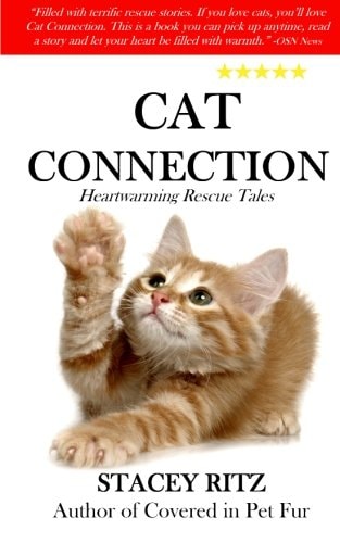 Cat Connection Heartwarming Rescue Tales