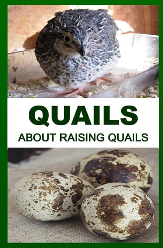 Quails About Raising Quails