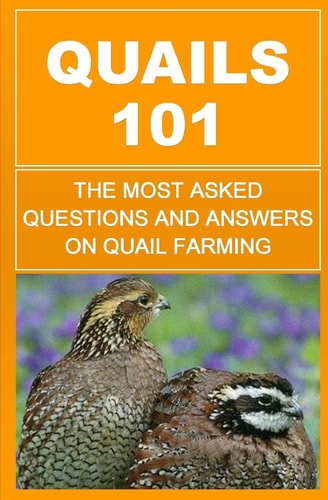 Quails 101 The Most Asked Questions And Answers On Quail Farming
