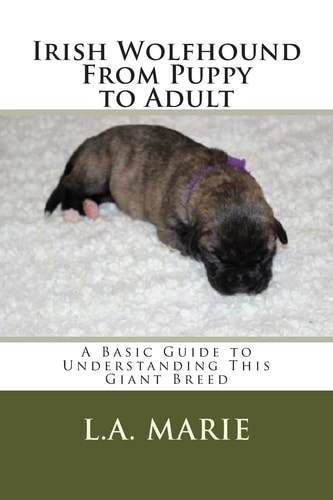 Irish Wolfhound from Puppy to Adult A Basic Guide to Understanding This Giant Breed