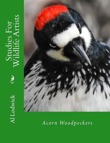 Acorn Woodpeckers Studies For Wildlife Artists