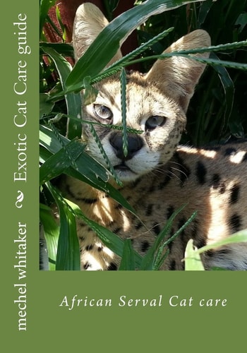 Exotic Cat Care Guide African Serval Cat Care