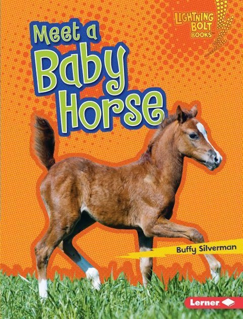 Meet a Baby Horse