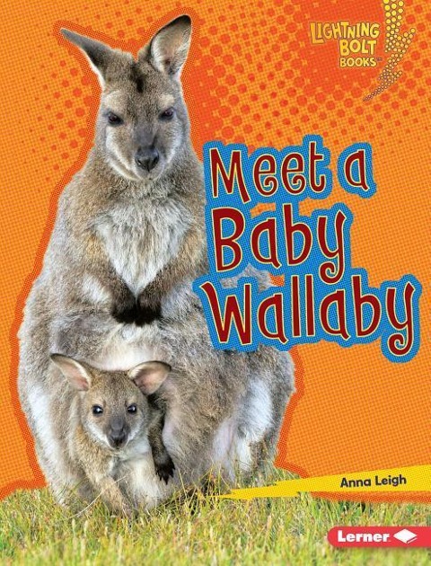 Meet a Baby Wallaby