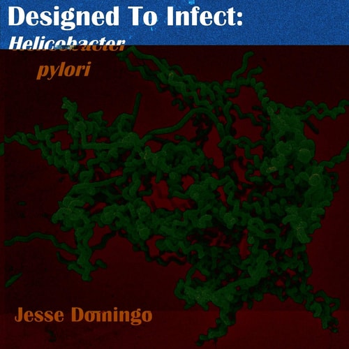 Designed to Infect Helicbacter Pylori