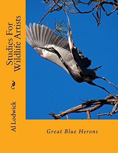 Great Blue Herons Studies For Wildlife Artists