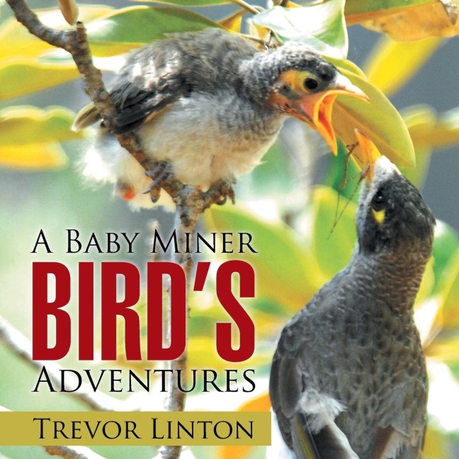 A Baby Miner Birds Adventures