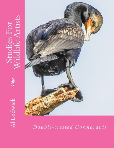 Double-Crested Cormorants Studies for Wildlife Artists