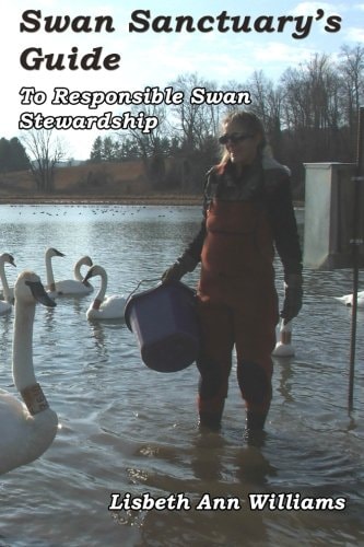 Swan Sanctuary's Guide To Responsible Swan Stewardship