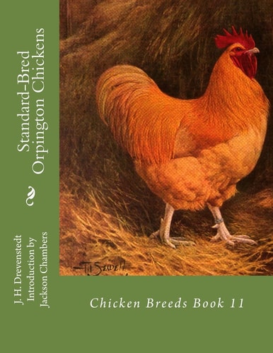 Standard-Bred Orpington Chickens Chicken Breeds Book 11