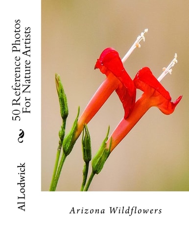 Arizona Wildflowers 50 Reference Photos For Nature Artists