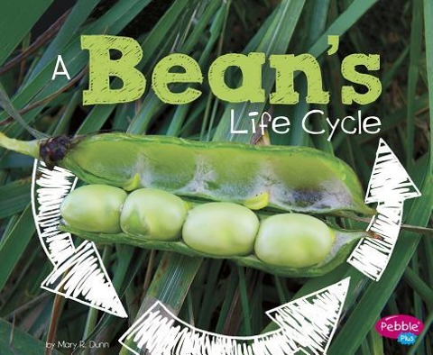 A Beans Life Cycle