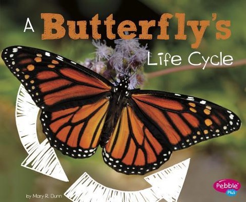 A Butterflys Life Cycle