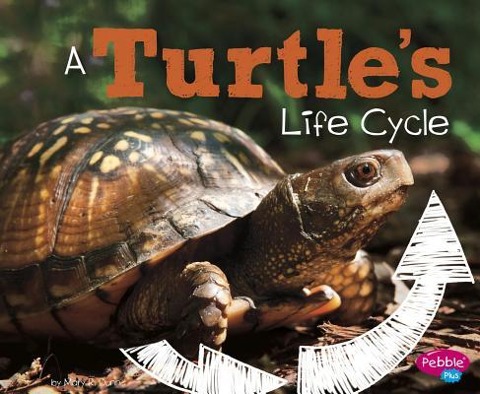 A Turtles Life Cycle