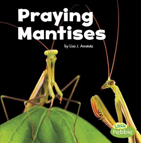 Praying Mantises