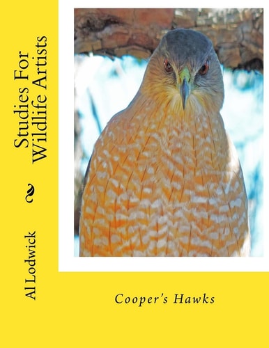 Cooper's Hawks Studies For Wildlife Artists