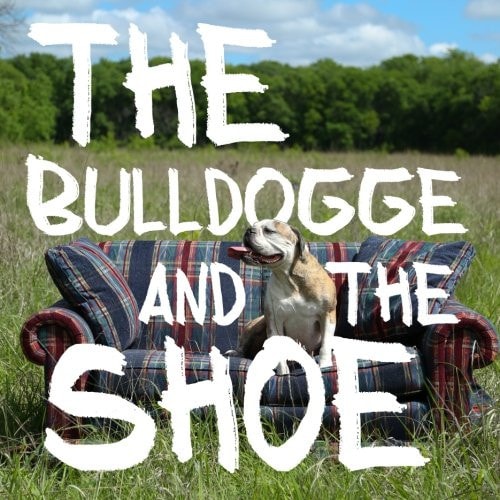The Bulldogge and the Shoe