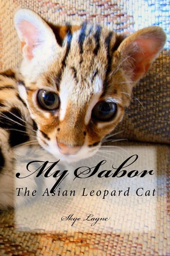 My Sabor The Asian Leopard Cat