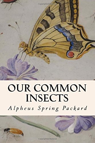 Our Common Insects
