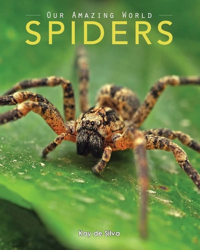 Spiders Amazing Pictures & Fun Facts on Animals in Nature