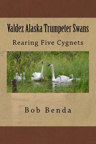 Valdez Alaska Trumpeter Swans Rearing Five Cygnets