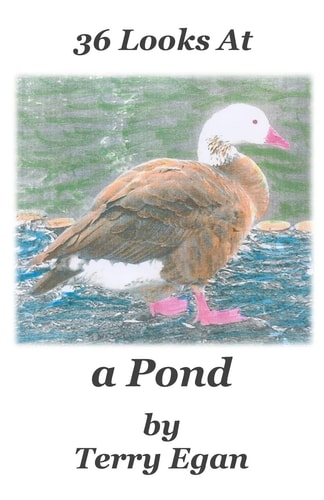 36 Looks At a Pond