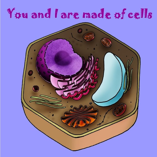 You and I Are Made of Cells