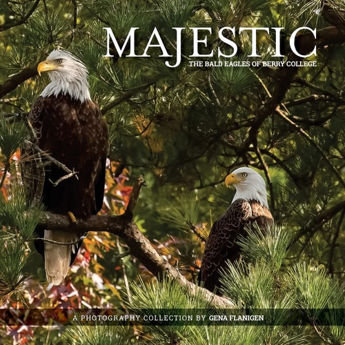 Majestic The Bald Eagles of Berry College