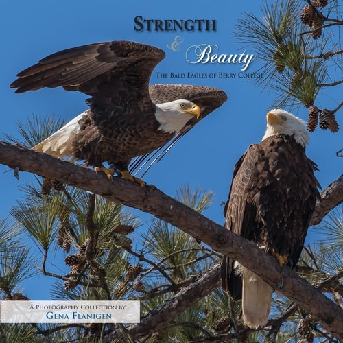 Strength & Beauty The Bald Eagles of Berry College